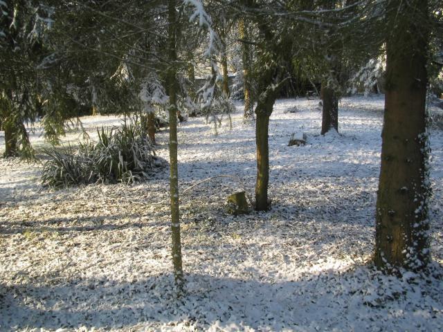 In the garden in winter