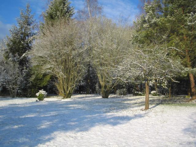 In the garden in winter