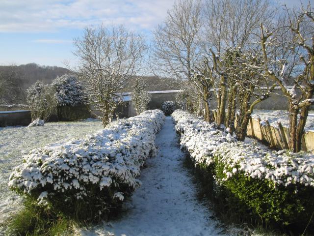 In the garden in winter